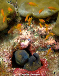 Thinking about it!! Twin morays contemplate grabbing a li... by Michael Gallagher 
